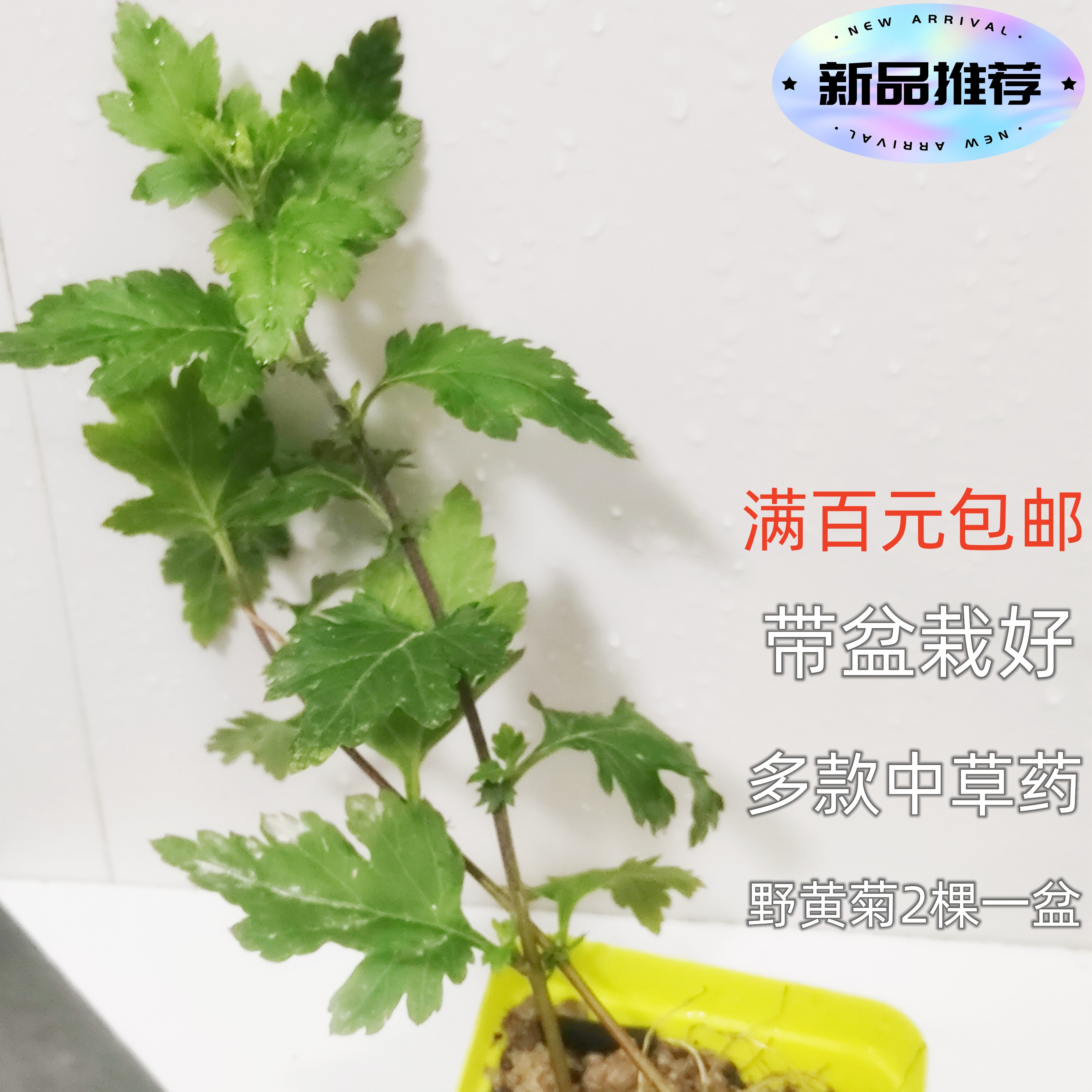 16种小盆栽常用中草药苗多款室内桌面养植美观提神带盆中药植物苗