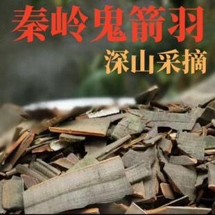 秦岭深山鬼箭羽 新货 中药材 鬼见羽卫矛 六月凌鬼见羽500克