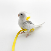 鹦鹉连体飞行绳尿裤 遛鸟绳 放飞绳户外屎兜尿裤