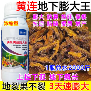 黄莲膨大素黄莲控旺地下猛长根茎生根壮苗抗病抗逆增产肥料正品