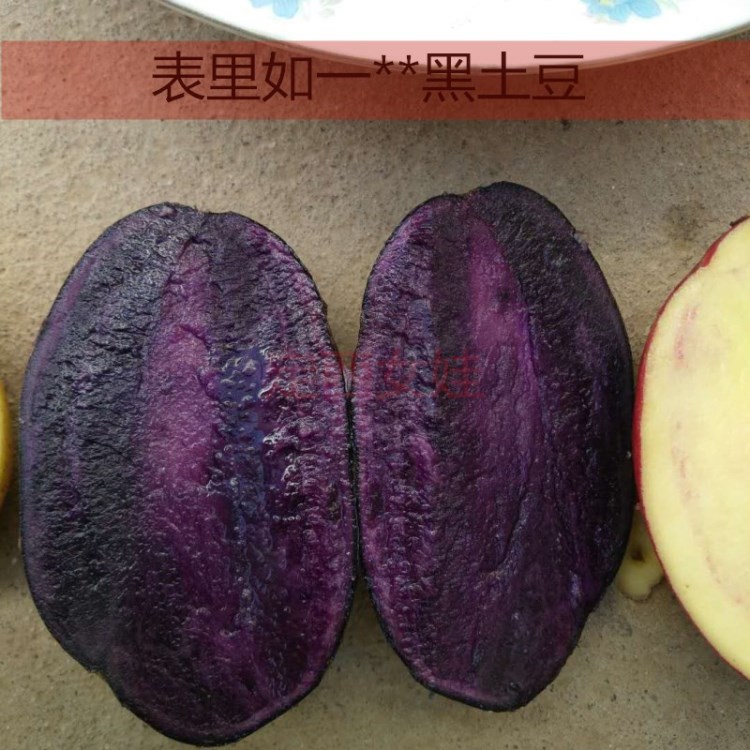 定西黑土豆黑美人旱地精品马铃薯