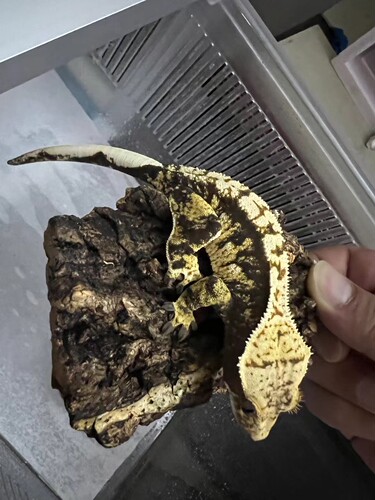 直播链接！睫角盖勾亚巨人魔物各类r属选品付款专用链接拍下备注