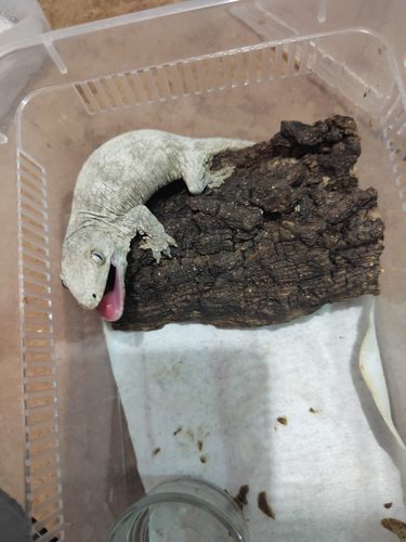 巨人守宫sp支岛大雪花粉斑