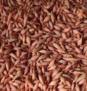 天麻蒴果乌红杂交天麻蒴果萌发菌天麻种植套餐0代天麻种子培育