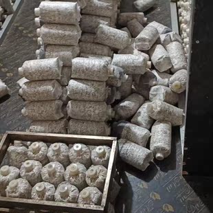 优质萌发菌拌花粉蒴果培育天麻0代种/天麻菌种/0代天麻种培育专用