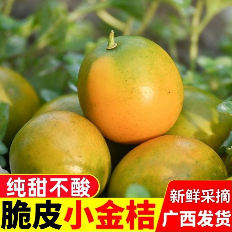 广西纯甜脆皮金桔坏果包赔