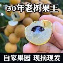 百年老树新鲜龙眼大果现摘现发储良龙眼广东茂名石硖桂圆现货发货