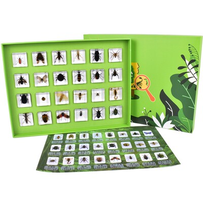 科普教学认知益智玩具昆虫标本