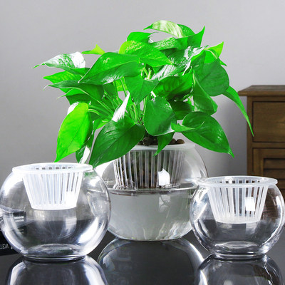 创意水培植物透明玻璃花瓶容器绿萝盆栽水养花盆圆球形小鱼缸器皿
