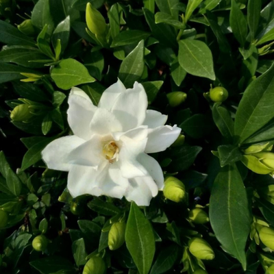 大叶小叶栀子花苗绿植四季好养的花开花清香植物