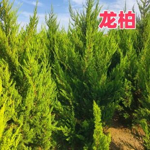 成都侧柏龙柏树龙柏球铺地柏松柏树苗道路绿化园林乔木工程苗木
