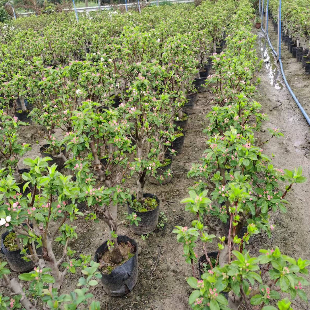 矮化苹果树造型盆景别墅庭院装饰