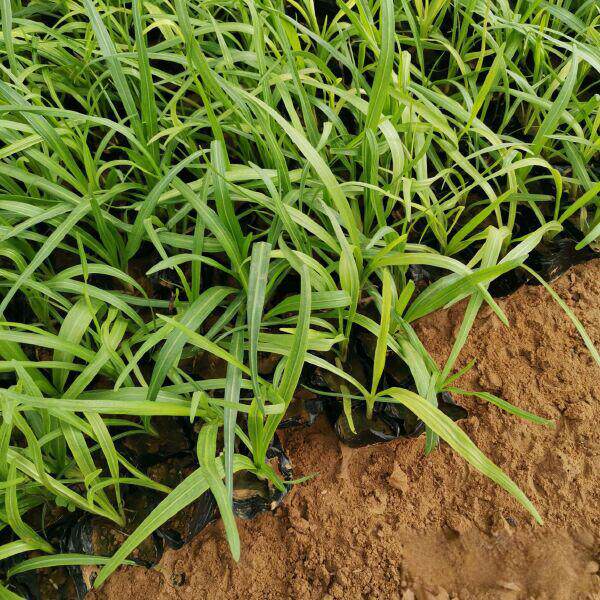 蛇鞭草盆栽花苗多年生宿根植物庭院花园花卉四季花镜工程绿化苗木
