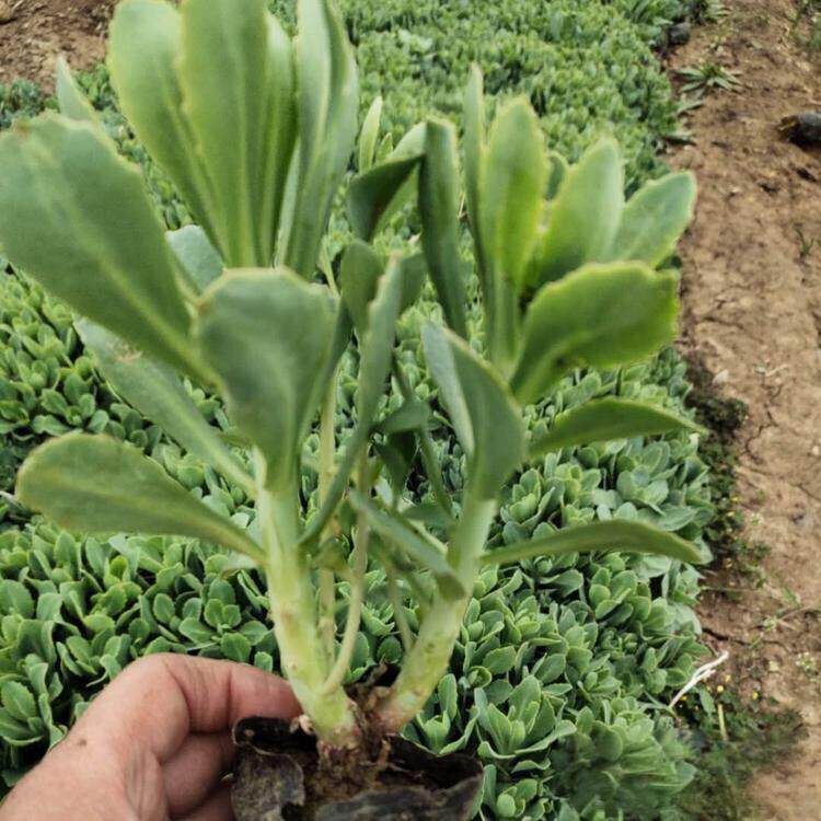 八宝景天盆栽花镜种植庭院别墅防蚊虫叮咬四季常绿工程绿化苗木