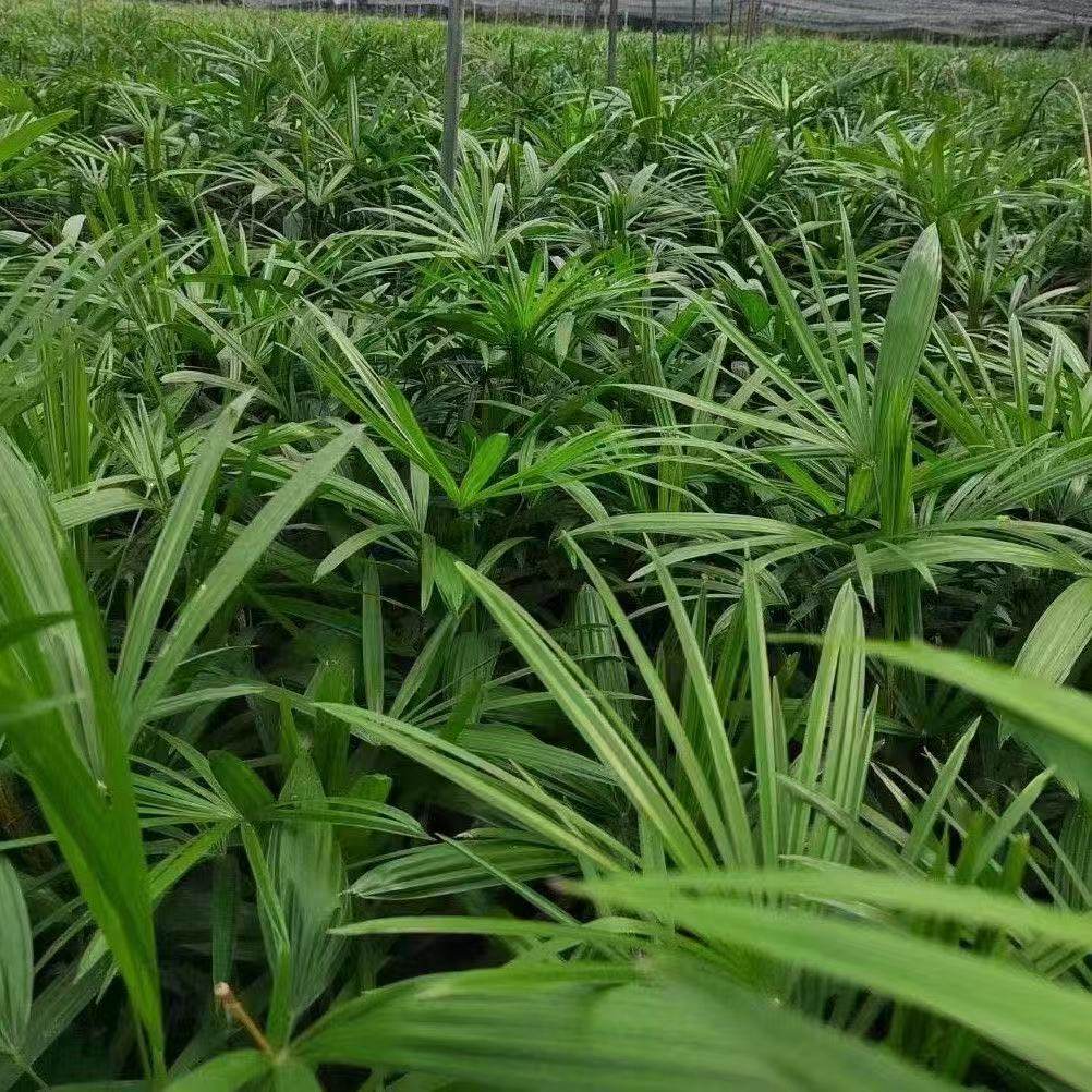 棕竹盆栽客厅阳台庭院别墅摆放观叶植物四季常青耐寒耐阴基地现发