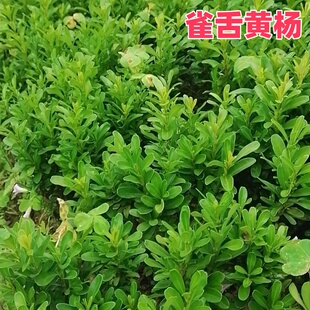 雀舌黄杨小苗老桩树苗盆景造型大树独杆树小叶黄杨球形庭院风景苗