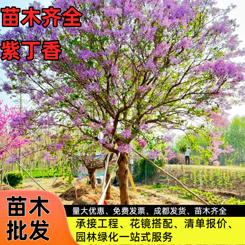 紫丁香树苗盆栽基地现发绿化工程