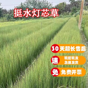 【挺水绿植】灯芯草苗花园池塘湿地公园庭院工程绿化苗好种喜水