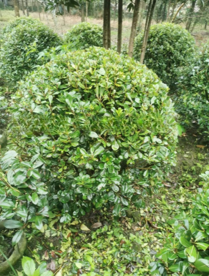 海桐球四季常青树苗开花气味芳香围墙绿篱笆耐寒工程园林绿化小苗