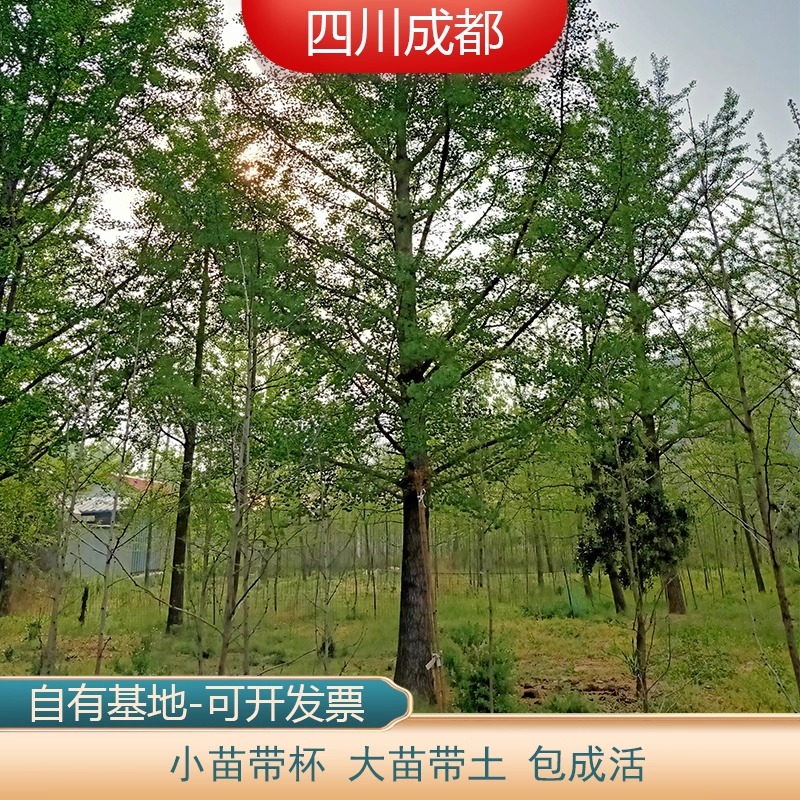 金叶银杏树苗白果活苗庭院绿化苗木行道树银杏小苗大树南北方种植