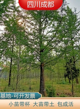 金叶银杏树苗白果活苗庭院绿化苗木行道树银杏小苗大树南北方种植