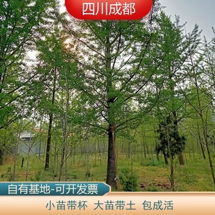 金叶银杏树苗白果活苗庭院绿化苗木行道树银杏小苗大树南北方种植