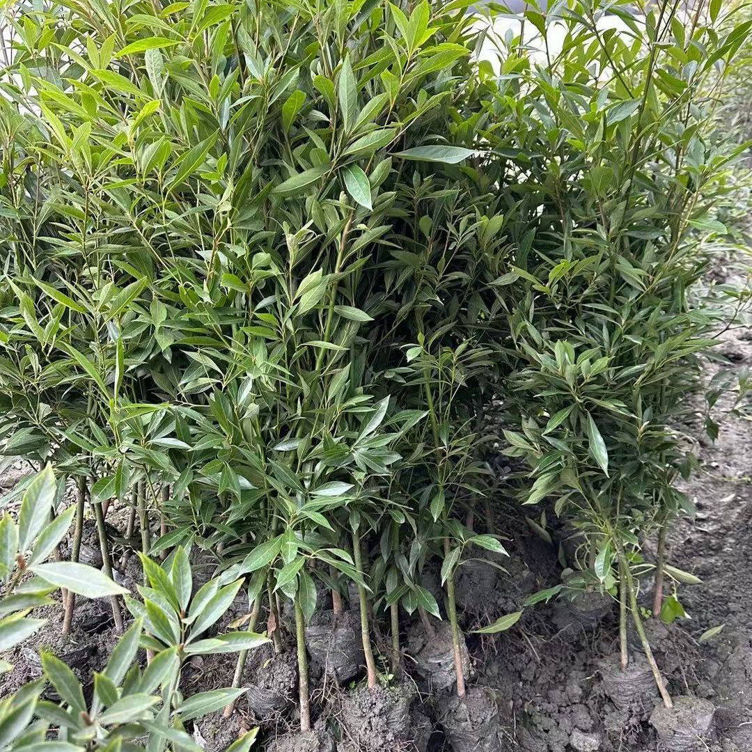 桢楠大树庭院稀有盆栽四季常青绿化工程乔木基地直销成都发货基地