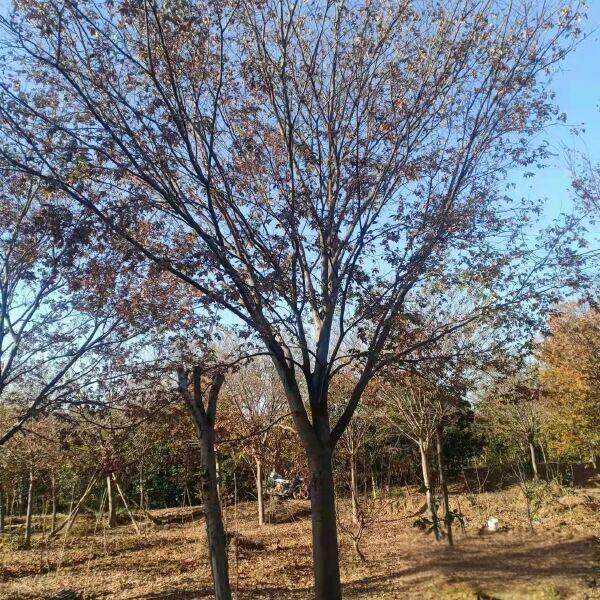 榉树树苗大型丛生绿化好养耐寒植物风景景观南北方种植工程绿化苗