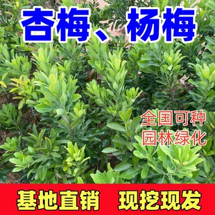 杏梅小苗杨梅苗大树南北方庭院道路绿化园林工程地栽丛生杨梅树