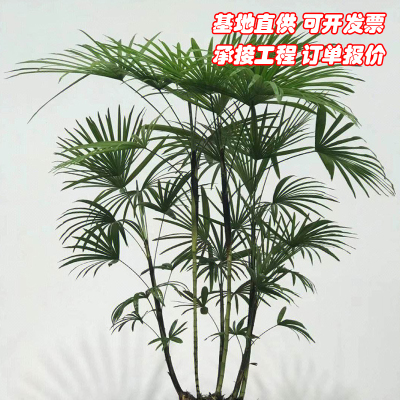 棕竹盆栽细叶小叶金山棕绿植室内落地植物四季常青好养易活基地发