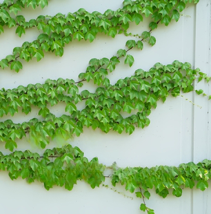 油麻藤树苗攀爬植物庭院盆栽绿植花卉爬藤花苗常绿油麻藤