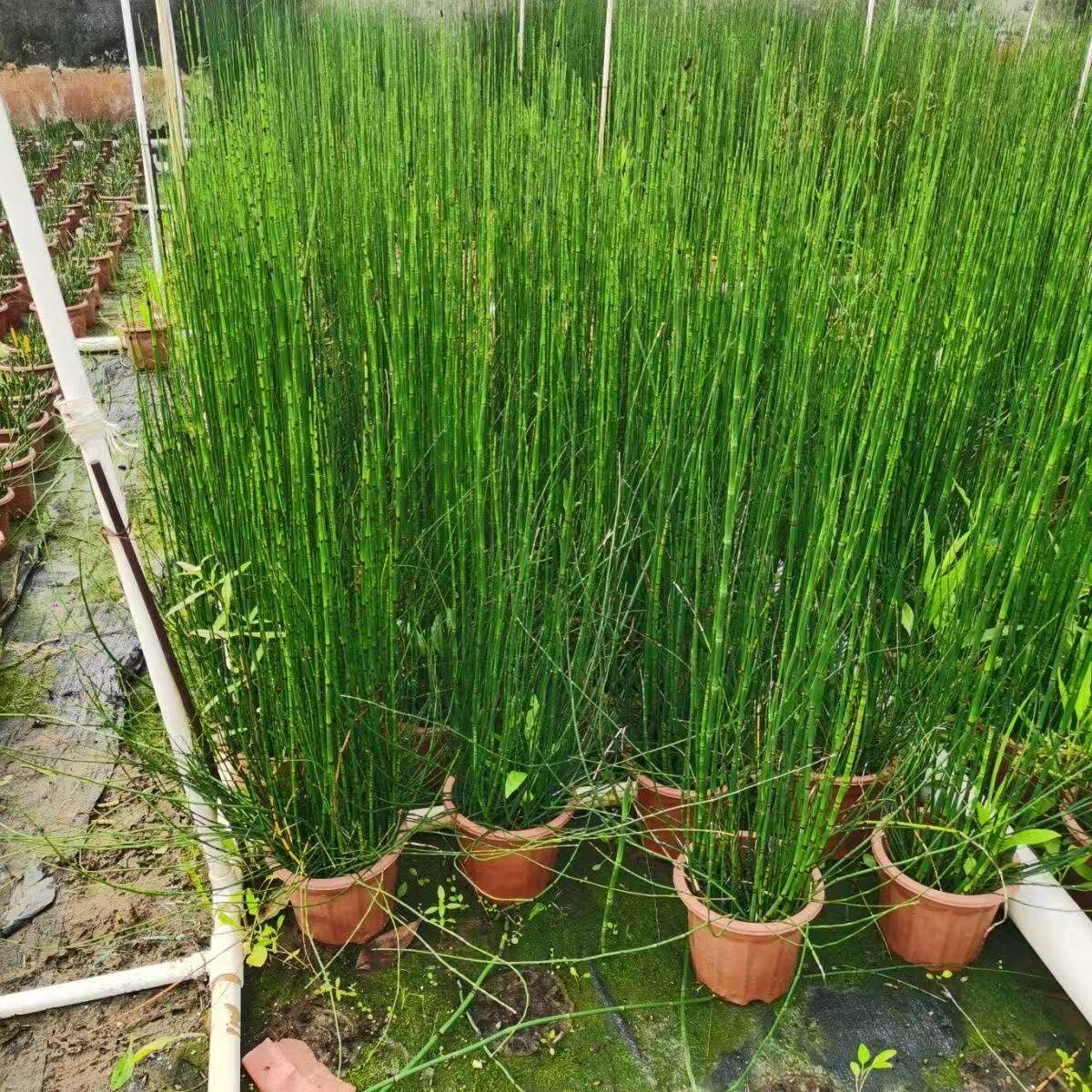 木贼盆栽好养水生植物多年生净化水质四季常青耐寒工程绿化苗木