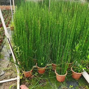 木贼盆栽好养水生植物多年生净化水质四季常青耐寒工程绿化苗木