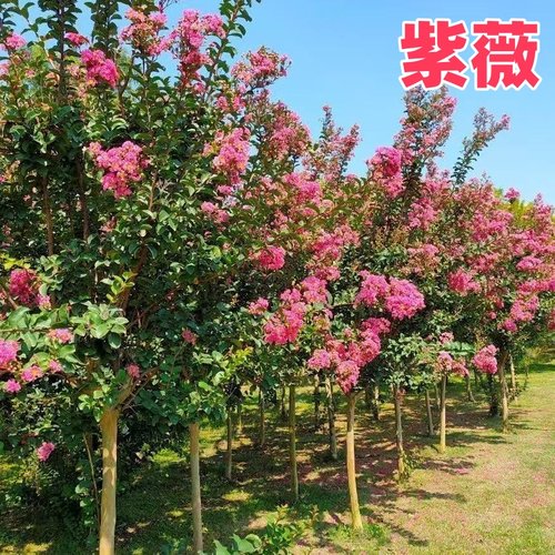紫薇树苗庭院造型树老桩