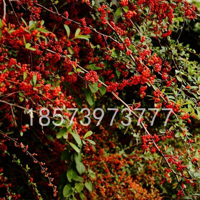 火棘苗庭院成都花卉围墙篱笆绿篱带刺防盗植物绿化带树苗工程用苗