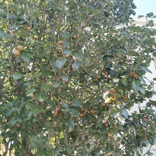 豆梨树苗大树行道树装饰造景园林绿化工程苗四季好养美观造景豆梨