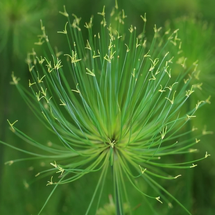 黄菖蒲莎草苗白茅根丝茅草紫娇花苗晨光芒草梭鱼草苗水生植物基地