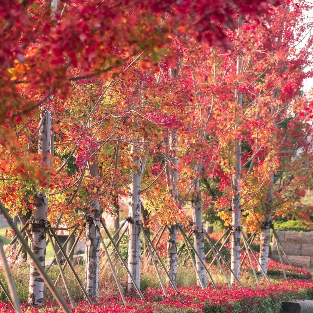 美国红枫树苗红冠地栽日本红枫