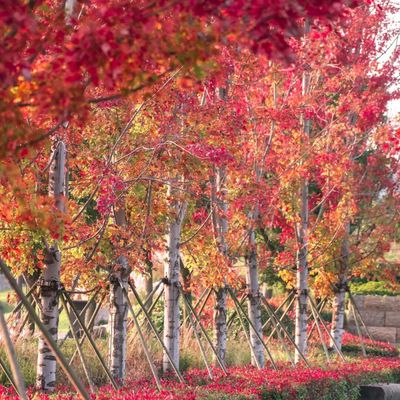 美国红枫树苗红冠地栽日本红枫