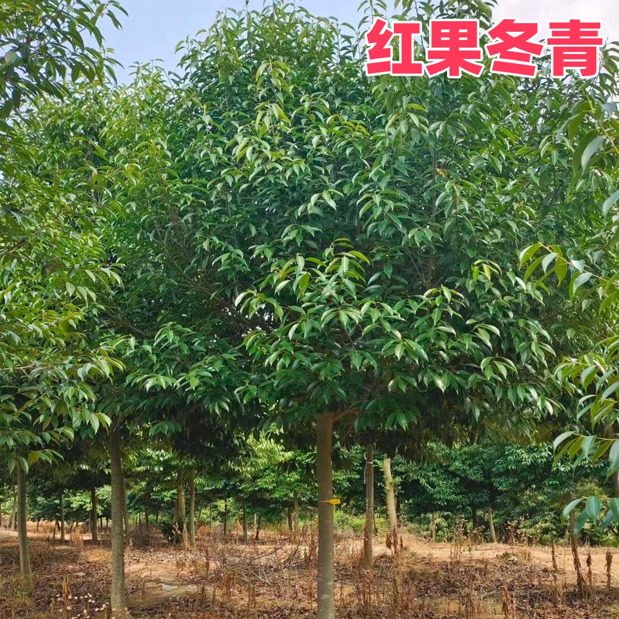 红果冬青树苗盆栽庭院常绿