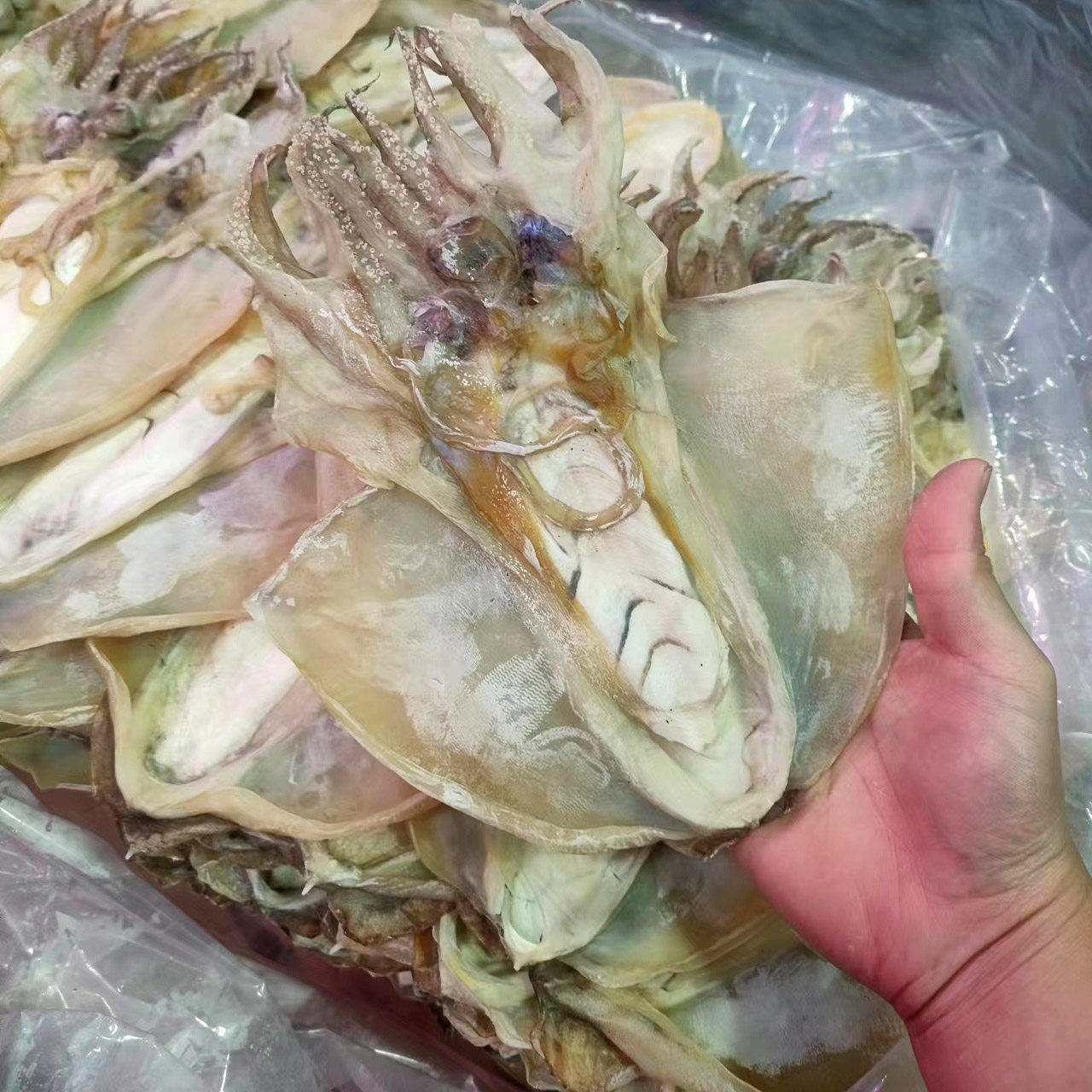 东海产 水产干货 墨鱼干/小乌墨鱼干