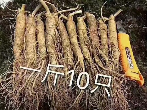 包邮长白山鲜参人参新鲜泡酒料