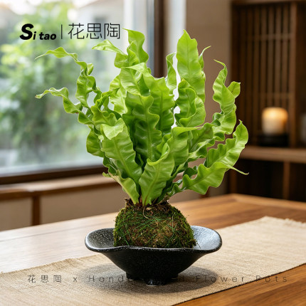 侘寂风水培苔藓球绿植陶瓷花盆红磷蕨狼尾蕨专用花盆客厅桌面无孔