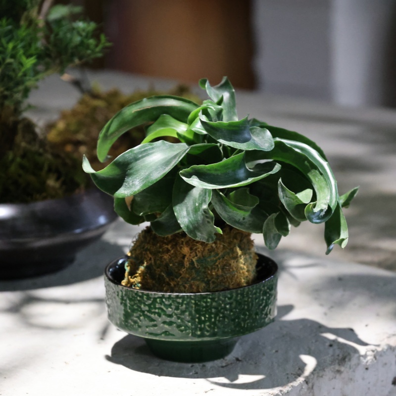 花思陶水培苔藓球蕨类绿植花盆
