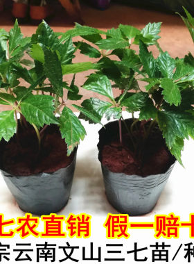 云南种植苗名贵药材可盆栽三七