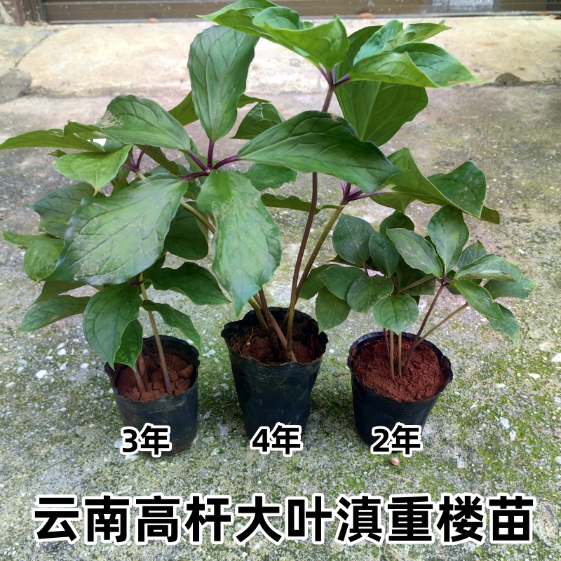 云南滇重楼苗七叶一枝花苗 重楼种苗云南小苗高杆名贵中药材防蛇