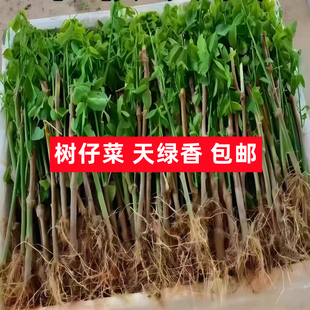 广东海南五指山野菜树仔菜天绿香守宫木树菜盆栽室内绿植绿植种植