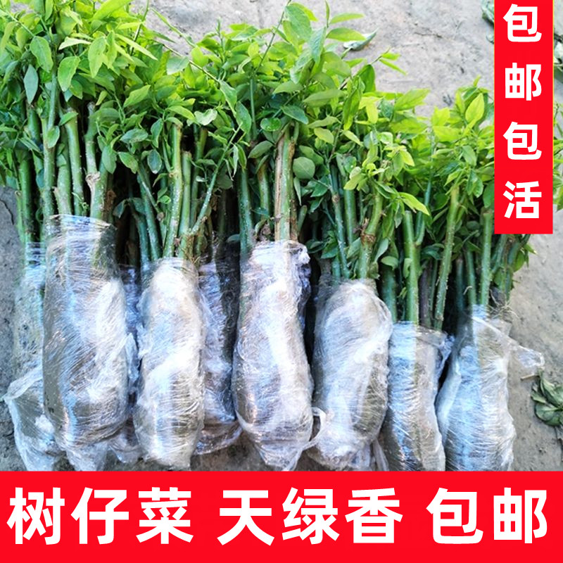 四季绿植树仔菜批发守宫木天绿香野菜阳台种菜盆栽观赏树绿植种植