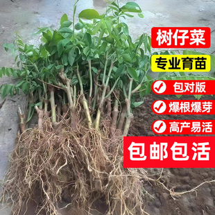 树仔菜苗潮汕树菜天香绿盆栽室内绿植耐晒阳台种植植物海南野菜