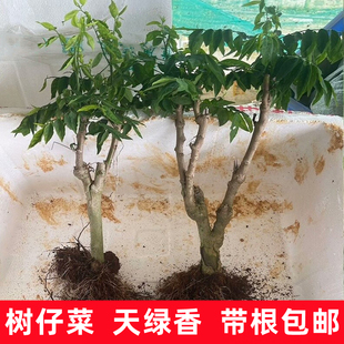 树仔菜天绿香海南野菜潮汕树菜南方五叶懒人树阳台耐高温庭院耐热